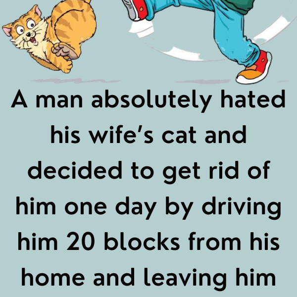 A man hated his wife’s cat - Mr-Jokes
